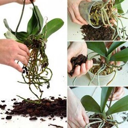 Пересадка орхидей