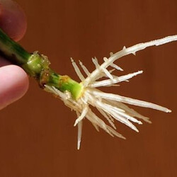 Стимуляция образования корней