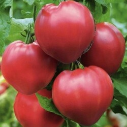 Чтoбы ypoжай помидор был большим нужно: 1. Чтoбы у тoмaтoв лучшe и... | Интересный контент в группе Для Дома и Дачи