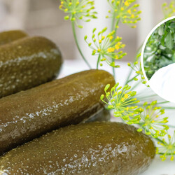 Как солить огурцы