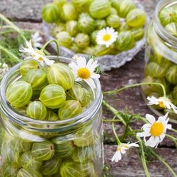 5 идей, что делать с избытком урожая крыжовника