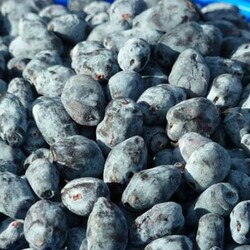 Жимолость - 15 интересных рецептов заготовок - Дачный участок - медиаплатформа МирТесен