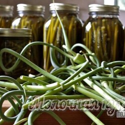 Чесночные стрелки на зиму – 25 рецептов заготовок