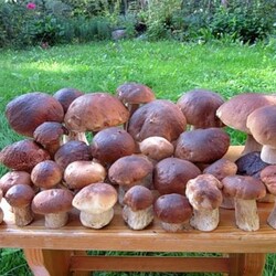 Маринованные белые грибы: простые рецепты приготовления в банках на зиму с фото