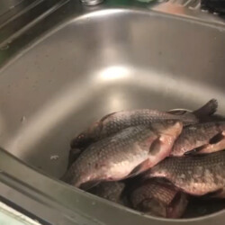 Как почистить рыбу