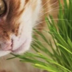 Купить IMOSTEON недорого. Цены, отзывы. Закажите IMOSTEON сейчас!