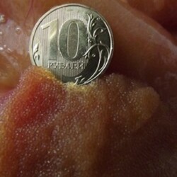 Молоки (для ухи) и икра налима - как приготовить