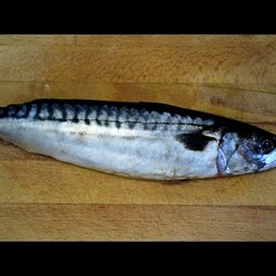 Вкусный паштет из СКУМБРИИ!