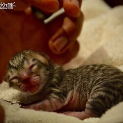 Салат Мимоза с курицей