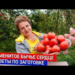 Знаменитое Бычье сердце - советы по заготовке