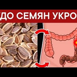 Семена укропа