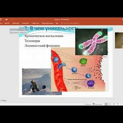 Омега-3. Почему она нам необходима и какую омегу выбрать в Siberian Wellness. Анастасия Косенкова