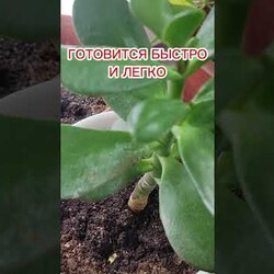 ТАЙНЫЙ СПОСОБ ПОДКОРМКИ КОМНАТНЫХ РАСТЕНИЙ: КАК СДЕЛАТЬ ИХ ЗДОРОВЫМИ И КРАСИВЫМИ В ДВА РАЗА БЫСТРЕЕ