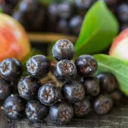 Что можно приготовить из черноплодной рябины: 5 простых способов заготовки на зиму