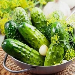 Малосольные огурцы: классический рецепт засолки