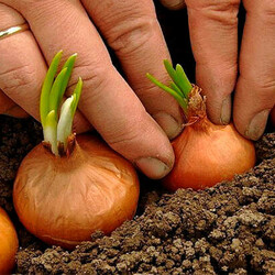 Собрание дачных хитростей для садоводов и огородников - Дачный участок - медиаплатформа МирТесен