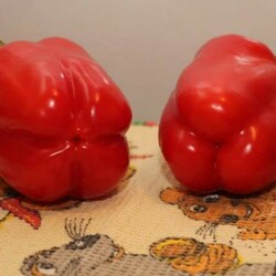 "Девочки" для салата, "мальчики" для фарширования: всегда выбираю нужный перец - БУДЕТ ВКУСНО! - медиаплатформа МирТесен