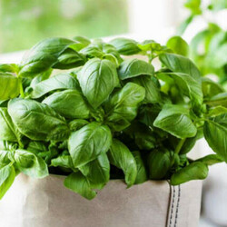 Базилик в бутылке на окне: вырастили и готовим только с ним - Steak Lovers - медиаплатформа МирТесен