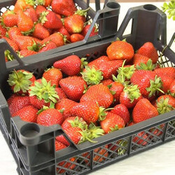 Замораживаем клубнику на зиму без консервации. После разморозки получается как с грядки