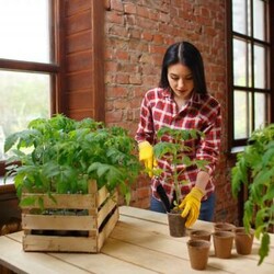 19 самых серьезных ошибок при выращивании рассады - Дачный участок - медиаплатформа МирТесен