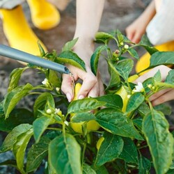 Уход за перцем