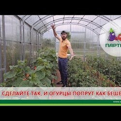 СДЕЛАЙТЕ ТАК, И ОГУРЦЫ ПОПРУТ КАК БЕШЕНЫЕ!