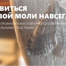 Как избавиться от пищевой моли на кухне - 5 шагов устранения и профилактики