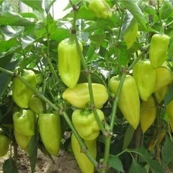 Как формировать перец