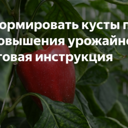 Как формировать кусты перца для повышения урожайности: пошаговая инструкция