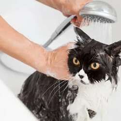 как помыть кошку