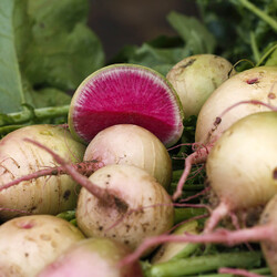 Почему редиска горькая: как исправить и как убрать горечь из редиски?