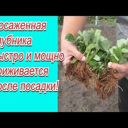 Полейте так клубнику после посадки-  урожай гарантирован!
