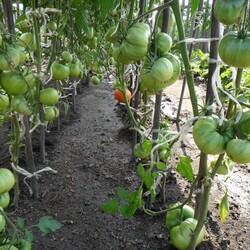 Как обрезать помидоры: схема обрезки и советы как правильно обрезать помидоры в теплице и на открытом грунте (85 фото)