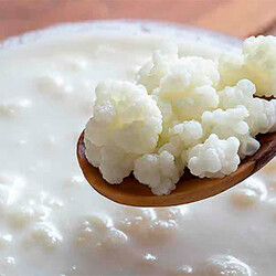 Молочный гриб: инструкция по уходу, приготовлению и применению кефира