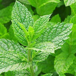 Мятный сбитень