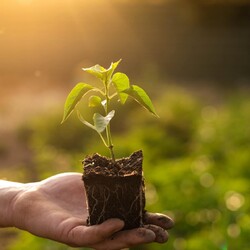 Когда и как сажать перец на рассаду: выбор семян, проращивание, посев и... | Интересный контент в группе Хобби в ОК