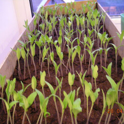 Наталья Щербинина (Балуева)