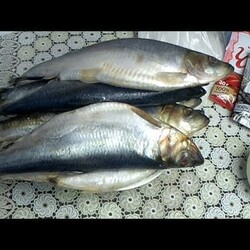 Селёдочка домашнего посола, очень вкусная, три рецепта малосольной сельди