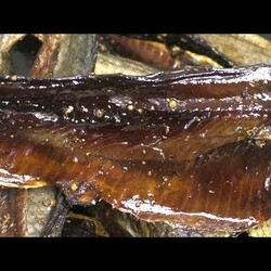 ВЯЛЕНАЯ СЕЛЁДКА, ВКУСНЕЕ ЧЕМ КОПЧЁНАЯ ИЗ МАГАЗИНА, fishermandv27rus