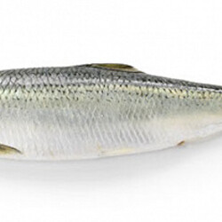 Слабосоленая сельдь по-домашнему