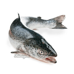 Семга под соусом из брокколи