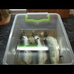 Сельдь пряного посола в домашних условиях(Дневник рыболова)
