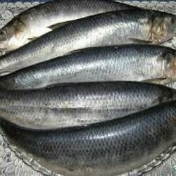 Как правильно засолить селедку Cеледка малосольная селедка 6 часов и готова