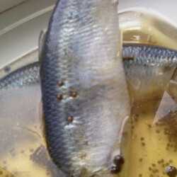 Селёдочка пряного посола по-домашнему.