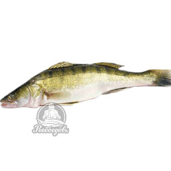 Судак по-польски