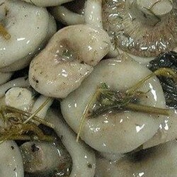 Как солить белые грузди - пошаговый рецепт с фото. Автор рецепта Ольга Никитина, редактор Cookpad✅ .