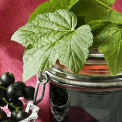 Желе из Черной Смородины на Зиму (4 рецепта)