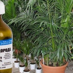 Перекись водорода для цветов - удобрение, как применять для полива