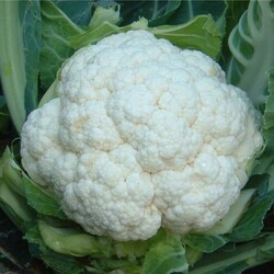 Капуста цветная Сноуболл 123: описание, особенности выращивания и ухода, посев семян, фото, отзывы