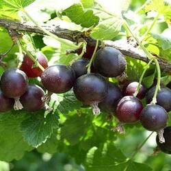 Вино из йошты в домашних условиях: простой рецепт и 5 способов приготовления